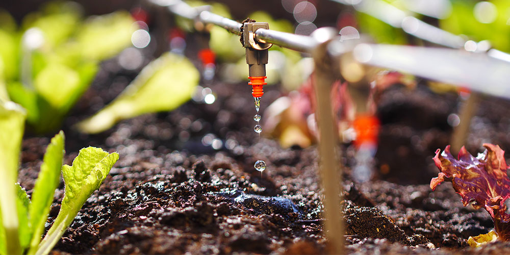installation système goutte-à-goutte sous serre