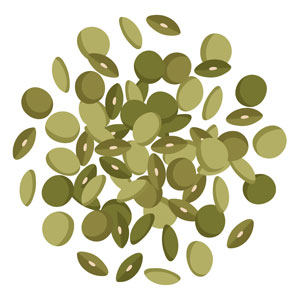besoin en eau des lentilles