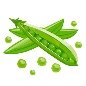 besoin en eau des pois
