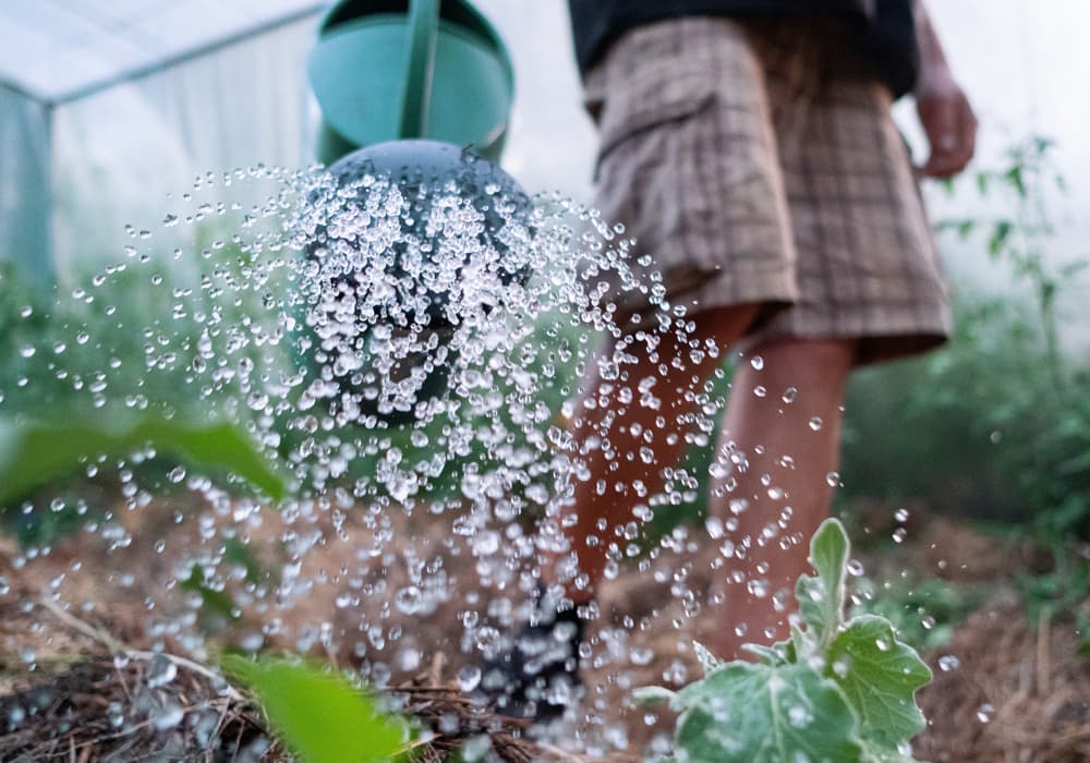 arrosage d'une serre de jardin