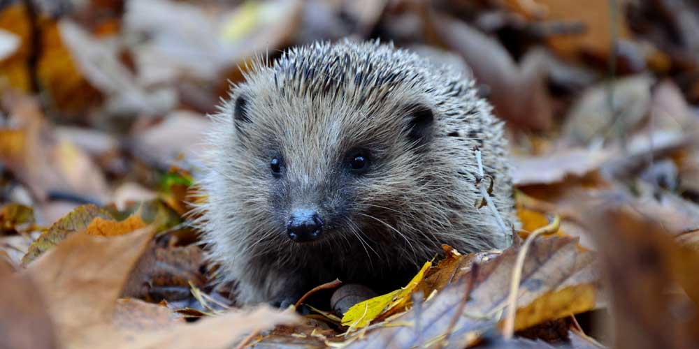 animaux auxiliaires du jardin