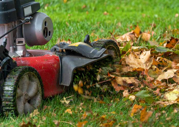 broyage de feuilles mortes pour paillage