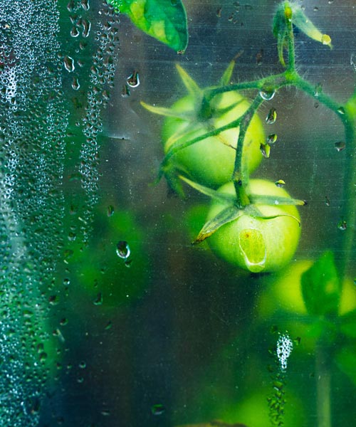Condensation sur une bâche de serre