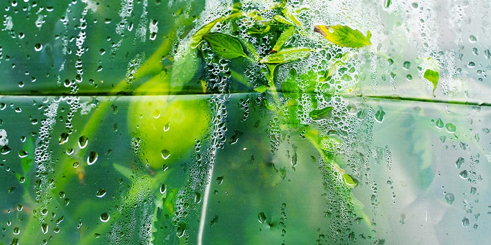 condensation sous serre de jardin