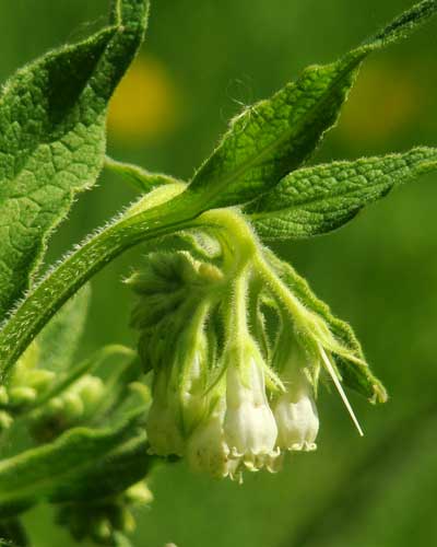 Consoude : engrais pour tomate