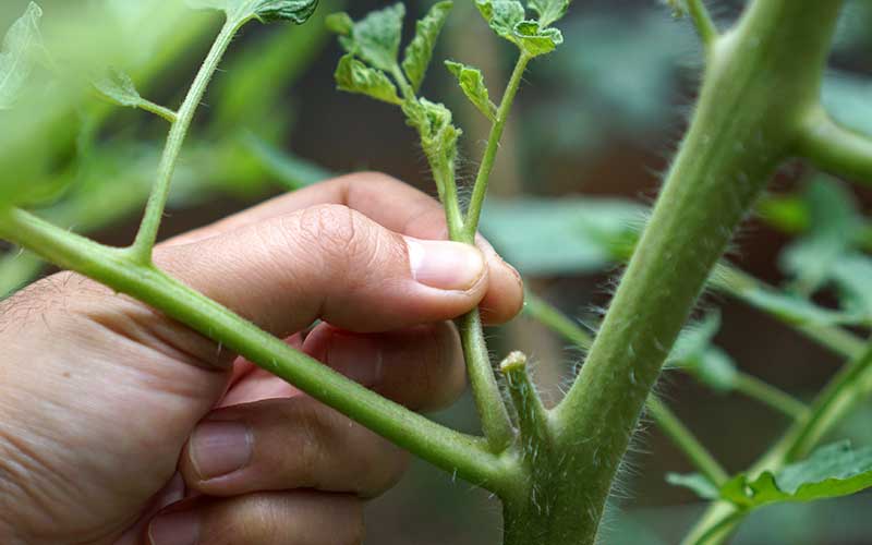 Coupe des gourmands sur un plan de tomates