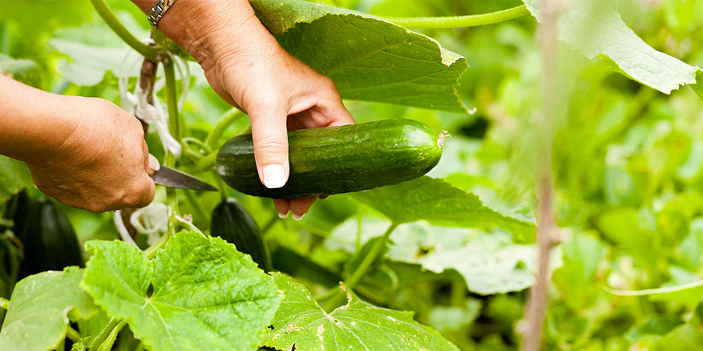 cultiver le concombre sous serre