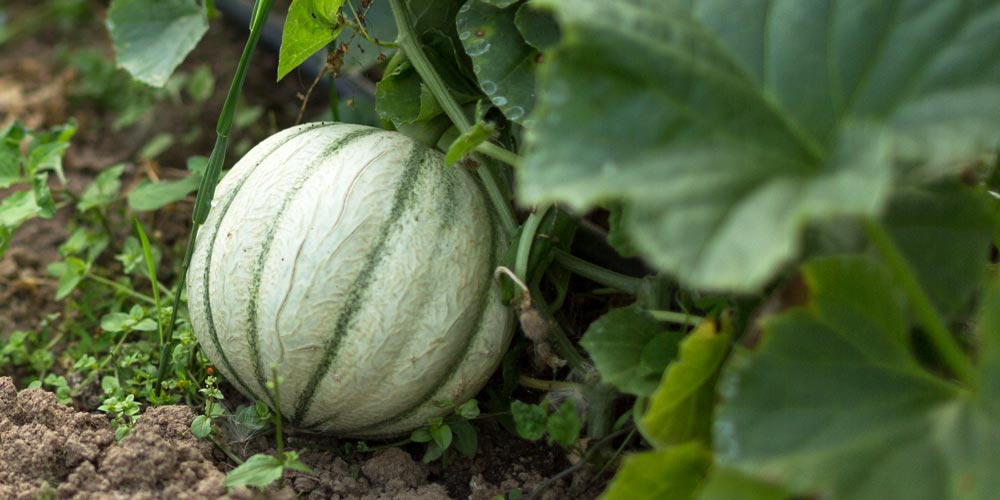 culture du melon sous serre de jardin