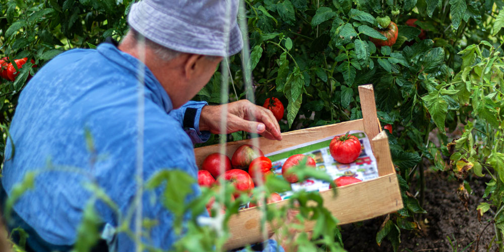 la culture de tomates