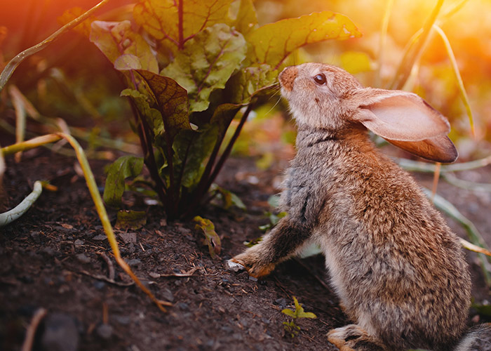 repousser le lapin de la serre de jardin