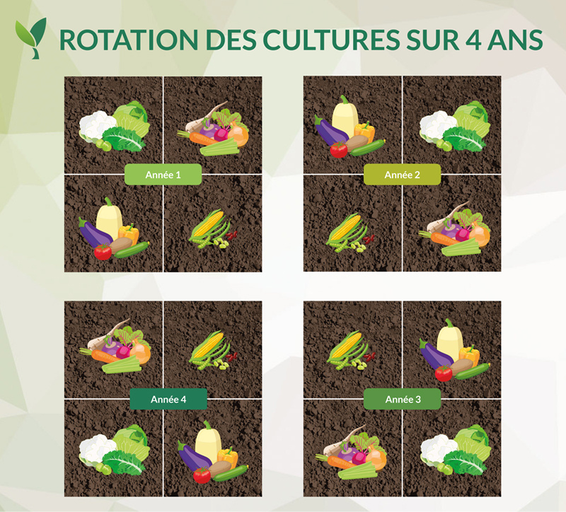 exemple de rotation des cultures