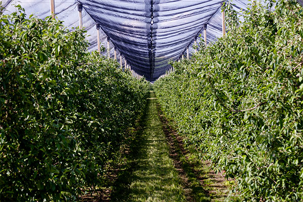 filet anti-grêle protégeant des arbres fruitiers
