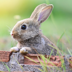 éviter lapin sous serre