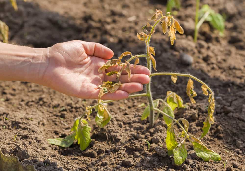 conséquences d'un mauvais arrosage sous serre