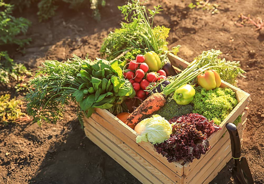 une meilleure alimentation grâce au jardinage