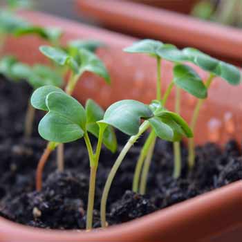 stocker vos jardinières de semis sur votre table à l'intérieur de la serre de jardin Semis réalisés dans la serre de jardin
