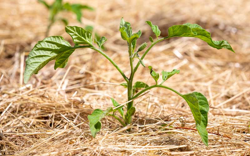 Paillage d'un pied de tomates
