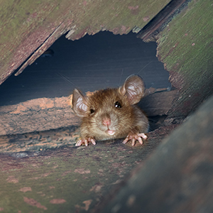 éviter rat sous serre