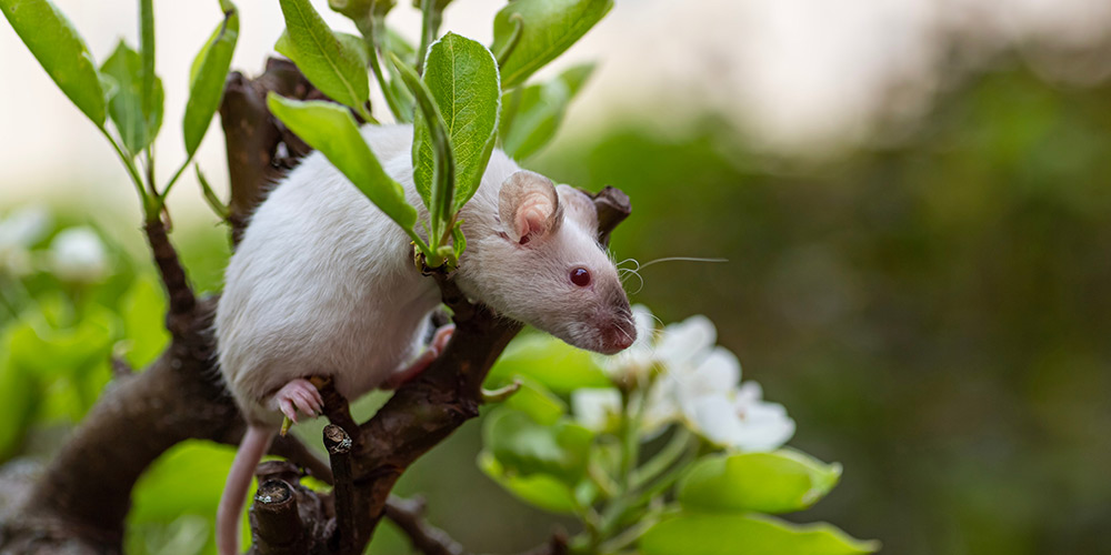 Comment repousser naturellement les rongeurs de son jardin ?