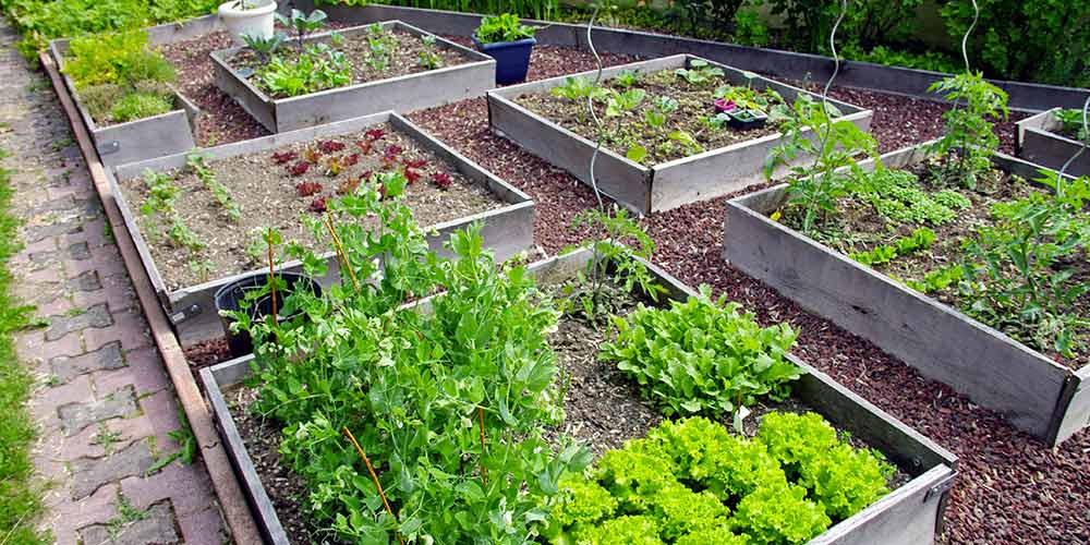 rotation des cultures au potager