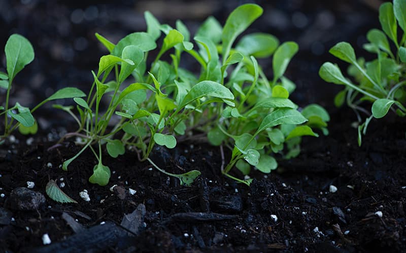 la salade d'hiver, une bonne idée de semis pour votre serre au mois de septembre