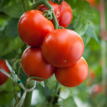 Le traitement ANTI-GOUTTES est idéal pour la culture de plants de tomates Le traitement ANTI-GOUTTES est idéal pour la culture de plants de tomates