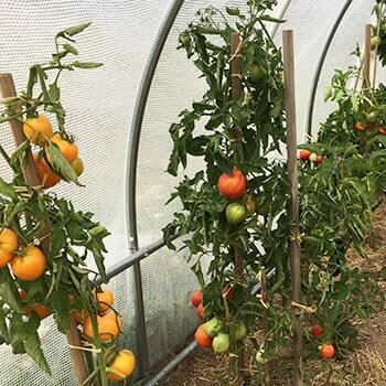 serre tunnel translucide pour la culture de plants de tomates