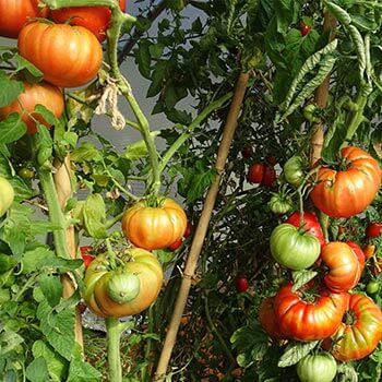 serre tunnel pour cultiver des tomates serre tunnel translucide pour la culture de plants de tomates