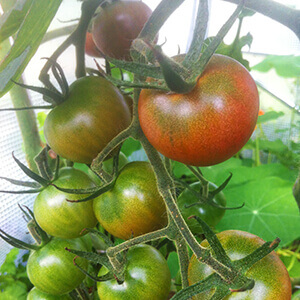 serre tunnel avec pied droit pour la culture de plants de tomates serre tunnel avec pied droit pour la culture de plants de tomates