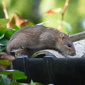 éviter souris sous serre