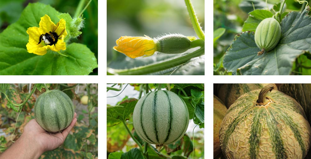 stades de croissance du melon