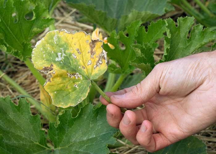 symptômes de la faim d'azote sur une plante