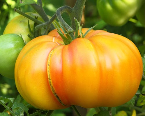 photo tomate ananas