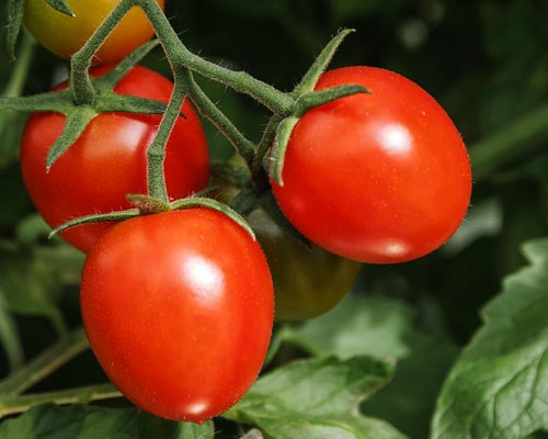 photo tomate cerise