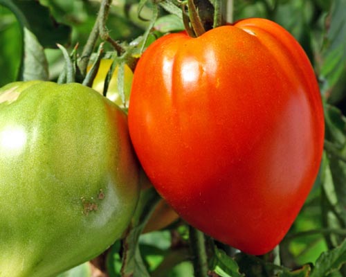 photo tomate cœur de bœuf