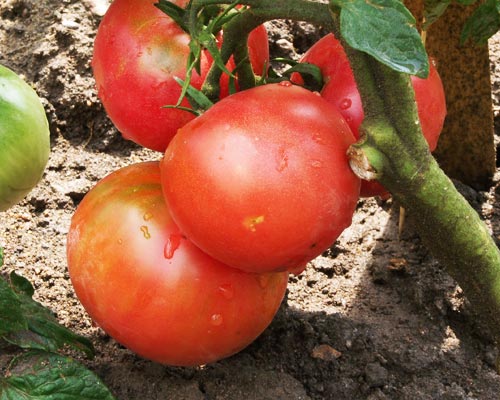 photo tomate rose de berne