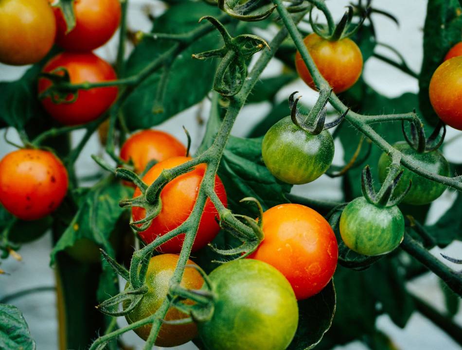 Utilisation d'une serre de jardin